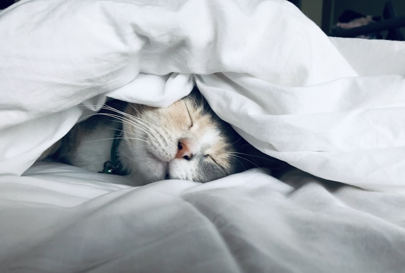 Beds & Blankets